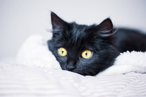 istock A black kitten lies on the couch. Selective focus. Horizontal. 1195731266