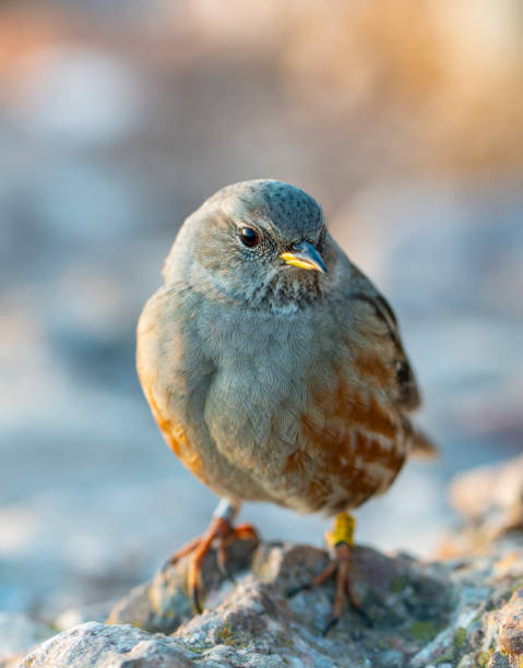 Sparrow posed on a stone near the lake of guard in italy