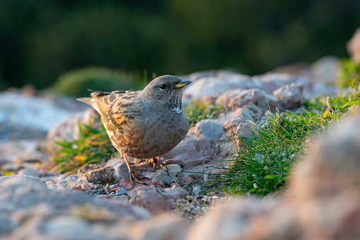 Alpine accentor in close range, mountain bird, from Montserrat mountain top in winter.