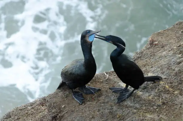 Photo of A couple of Brandts cormorants nesting at La Jolla Cove