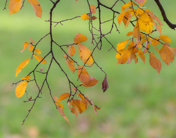 istock yellow autumn leaves in the foreground 1195733509