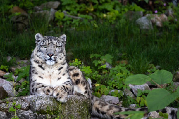 ユキヒョウ - snow leopard leopard animal snow ストックフォトと画像