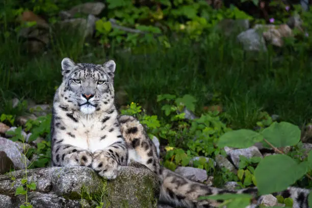 A picture from a snow leopard.