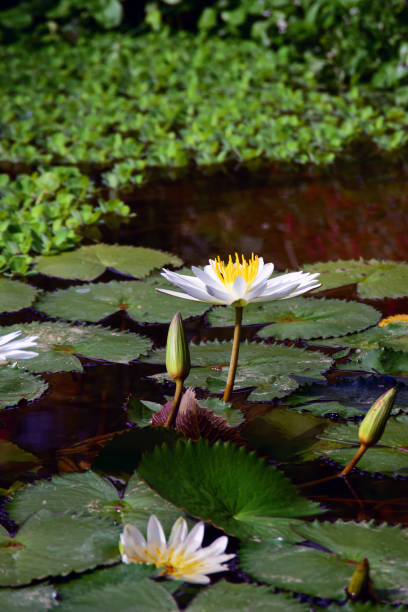 istock White waterlily floating on the water. 1195735845