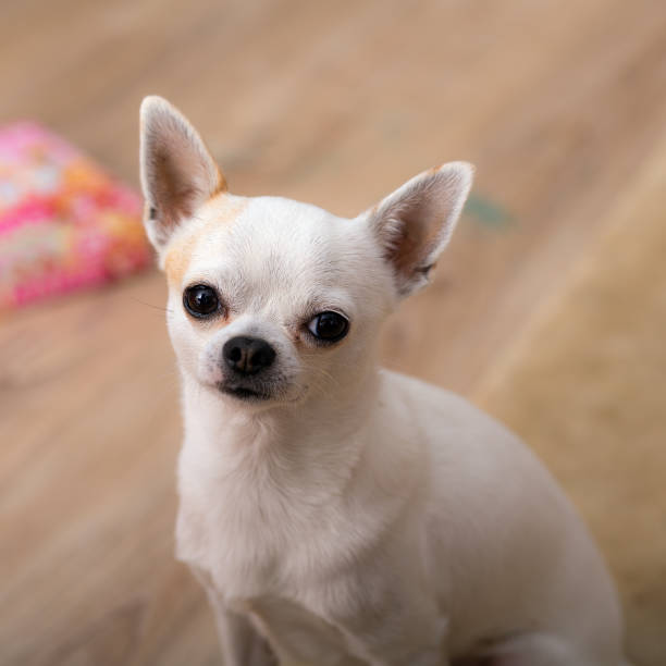 istock chihuahua close up 1195735956