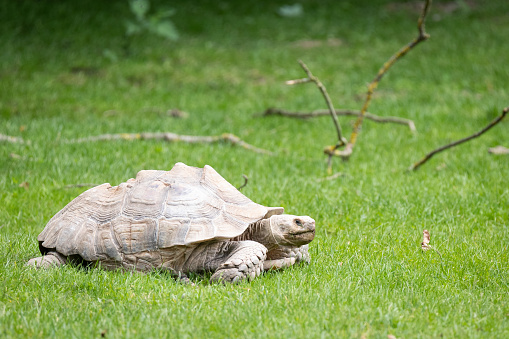 Close up of an eastern long neck turtle crawling through the grass