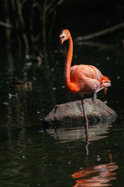 american flamingo
