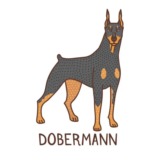 Vector illustration of Isolated Dobermann in Hand Drawn Doodle Style
