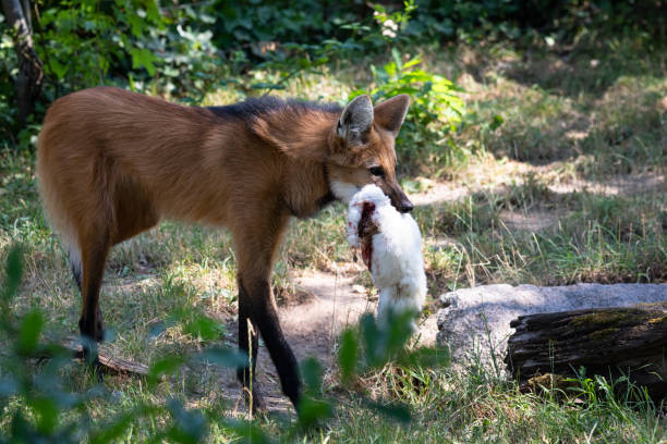 loup de maned - loup à crinière photos et images de collection