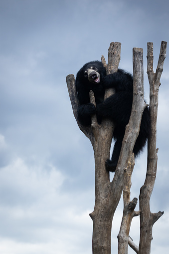 A picture of a sloth bear