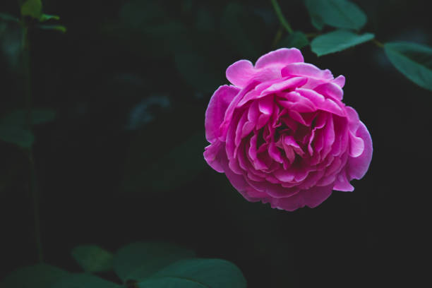 Pink rose flower bloom on a leafs background