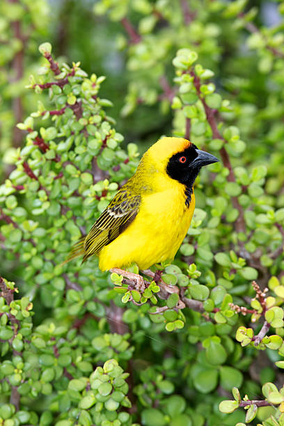 Southern Masked Weaver  weaverbird photos stock pictures, royalty-free photos & images
