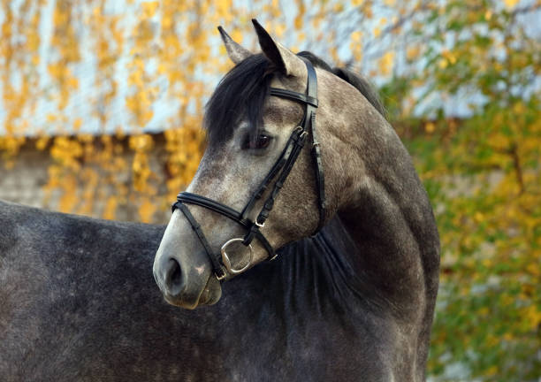 Arabian horse, gray, portrait in autumn outdoor, wearing a bridle Arabian horse, dapple gray, portrait in autumn outdoor, wearing a bridle dog and pony show stock pictures, royalty-free photos & images