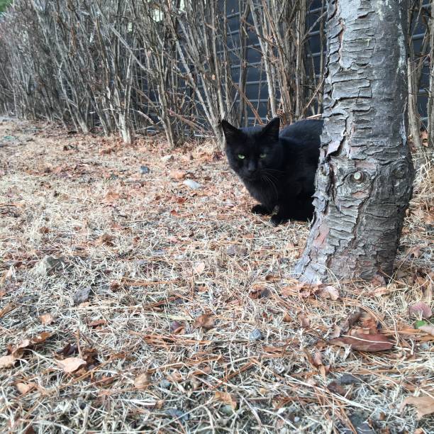 istock Black cat in nature park 1195740435