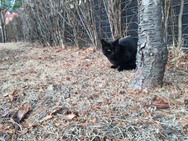 istock Black cat in nature park 1195740447