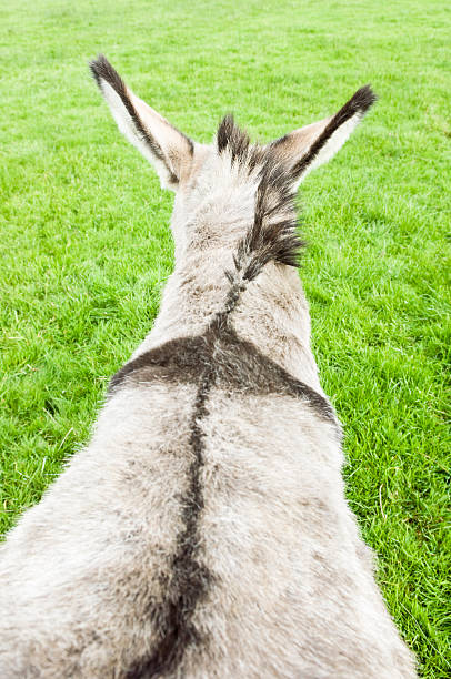 vista posterior de burro - orejas de burro fotografías e imágenes de stock