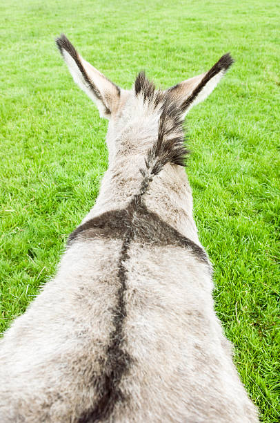 Rear view of donkey stock photo