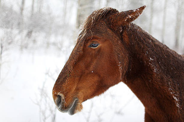 istock Portrait horse in winter forest 119574063