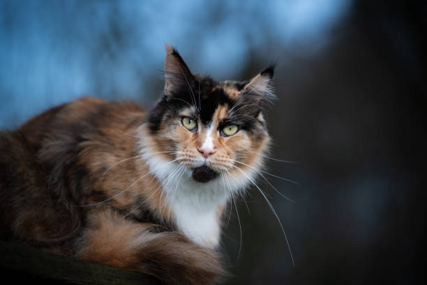 maine coon cat close up portrait of a black tortie white maine coon cat outdoors in nature observing the forest tortoiseshell cat stock pictures, royalty-free photos & images