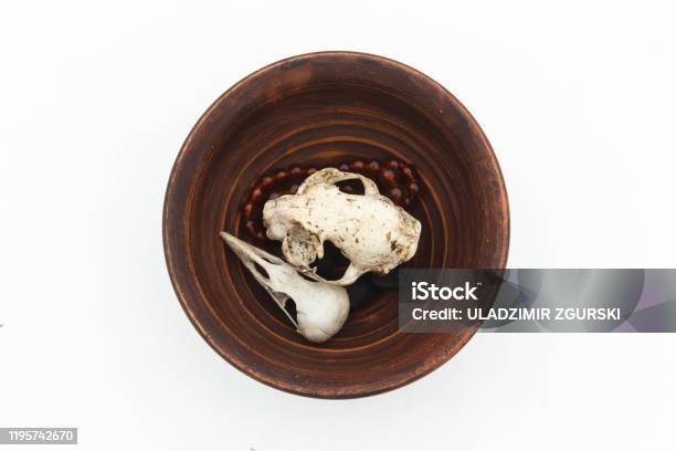Clay Plate With Cat And Bird Skulls On White Still Life Pagan Symbols Stock Photo - Download Image Now