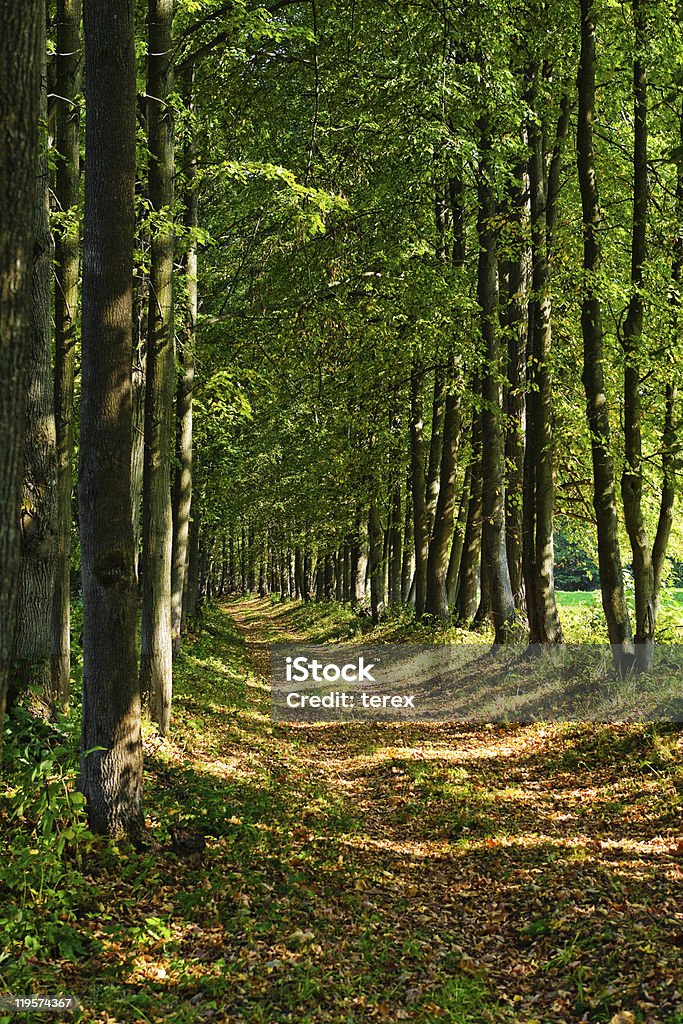 Chemin dans la forêt - Photo de Arbre libre de droits