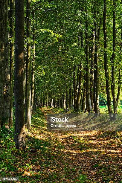 Photo libre de droit de Chemin Dans La Forêt banque d'images et plus d'images libres de droit de Arbre - Arbre, Arbre à feuilles caduques, Automne
