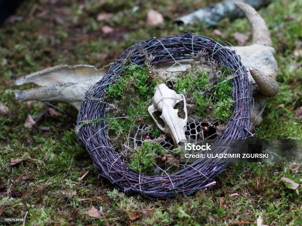 A small skull of an animal on a wreath of branches and moss. Pagan symbols, witches, Wicca Ancient Stock Photo