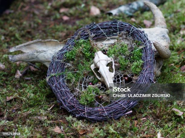 A Small Skull Of An Animal On A Wreath Of Branches And Moss Pagan Symbols Witches Wicca Stock Photo - Download Image Now