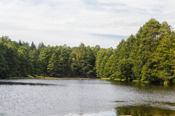 istock a forest lake surrounded by trees. sunny summer day, Belarus 1195743953