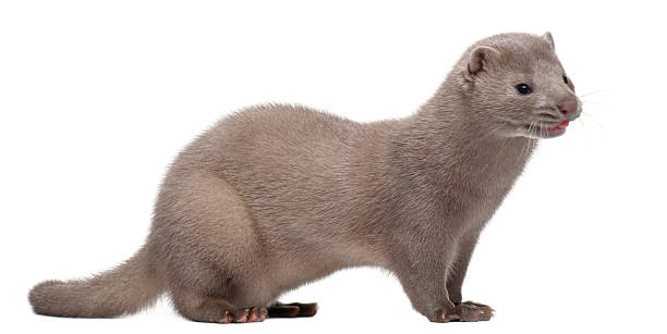 Side view of American Mink, Neovison Vison, 3 months old.  american mink stock pictures, royalty-free photos & images