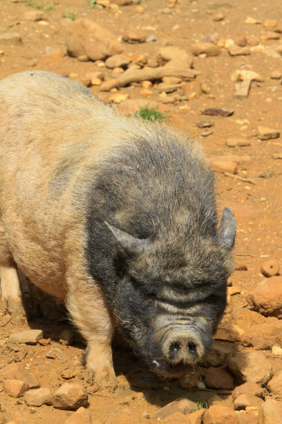 istock Black pig. France. 1195745140
