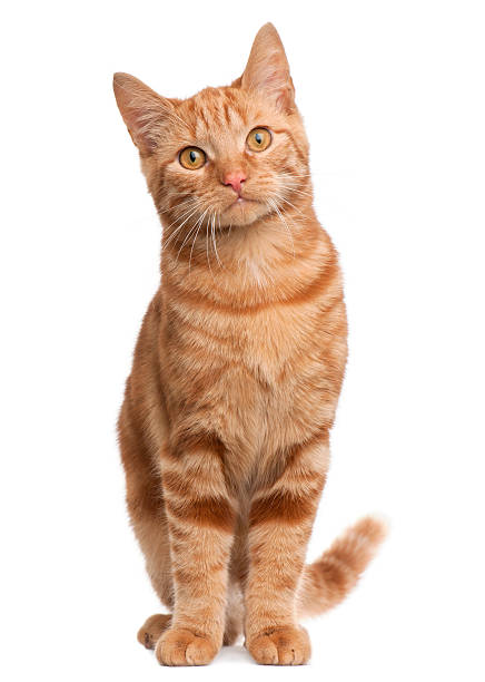 gato melado sentado en frente de fondo blanco - whisker fotografías e imágenes de stock
