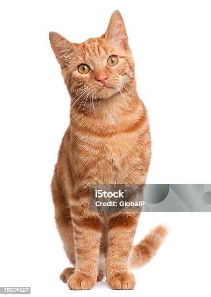 Ginger Cat Sitting In Front Of White Backdrop Stock Photo - Download Image Now - Domestic Cat, White Background, Cut Out