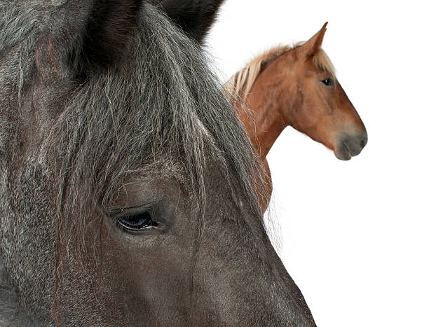 istock Close-up of Belgian draft horse breed 119574569