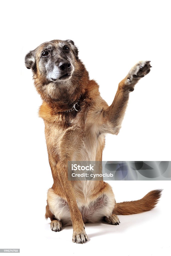 old malinois  Dog Stock Photo