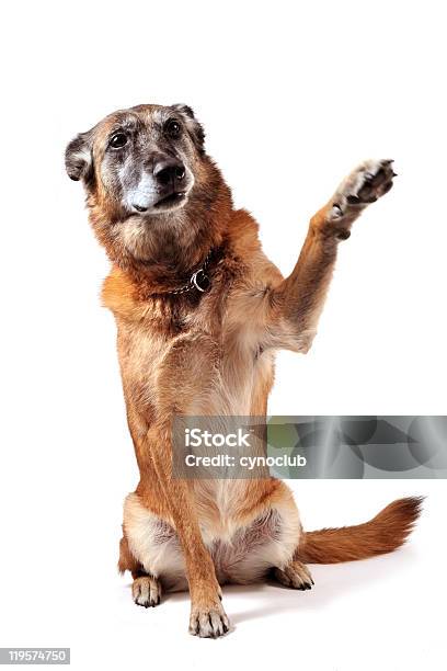 Old Malinois Stock Photo - Download Image Now - Dog, Old, Senior Adult