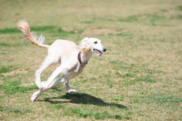 white saluki running on the meadow - sight hound imagens e fotografias de stock