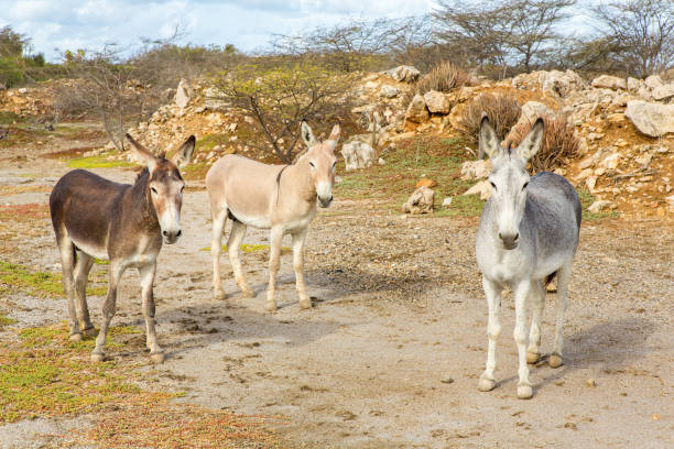 Three colorful donkeys standing in wild nature on island Bonaire.  I took this photo of these beautiful birds on the island Bonaire. This couple stayed together the whole time. The male and female bird are sitting close to each other on a branch as the top of a tree. On the background there's a nice blue sky on this sunny day in summer season.