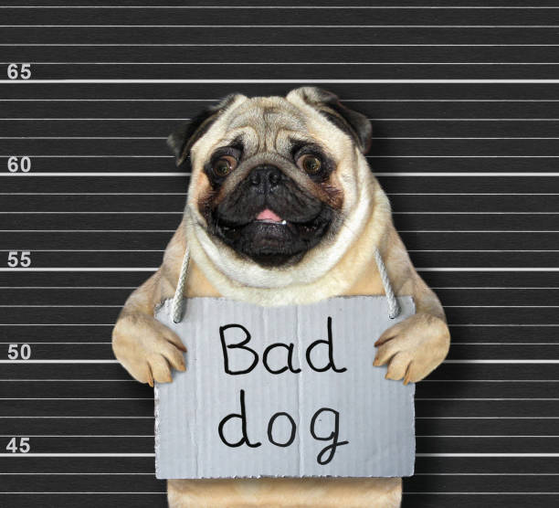 istock Dog with banner in prison 1195749222
