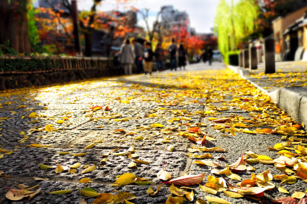 Leaves on asphalt road with blur city background
