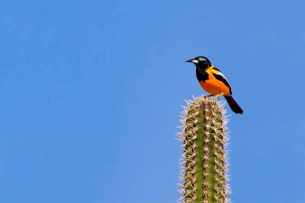 istock Venezuelan Troupial sitting on cactus 1195751529