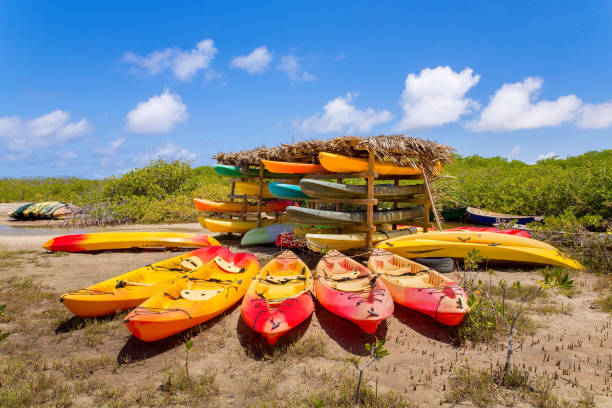 istock Many kayaks lying in mangrove forest 1195751544