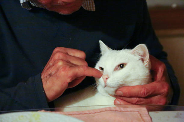 Proprietário que limpa o olho do gato doméstico - foto de acervo