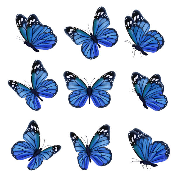 Colored butterflies. Flying beautiful insects wedding butterfly with decorated wings vector Colored butterflies. Flying beautiful insects wedding butterfly with decorated wings vector. Illustration insect butterfly spring, pattern realistic wings in blue colored butterfly stock illustrations
