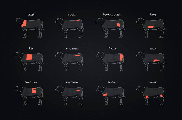 Set of vector beef steak diagram banner. American meat cutting. Cow silhouette with red zone markup and text isolated on black background. Design for café web menu, décor, infographic, butcher diagram Set of vector beef steak diagram banner. American meat cutting. Cow silhouette with red zone markup and text isolated on black background. Design for café web menu, décor, infographic, butcher diagram aberdeen angus cattle stock illustrations