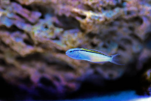 istock Red Sea Mimic Blenny - (Ecsenius gravieri) 1195753828
