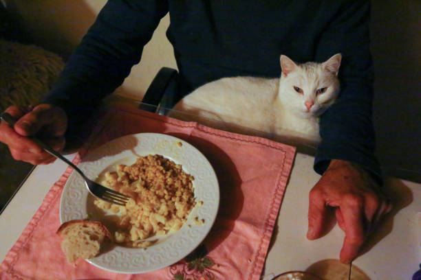 Cтоковое фото Кошка, сидящая на коленях отца за обеденным столом