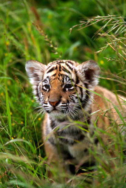 tigre del bengala asiatico - tiger india ranthambore national park undomesticated cat foto e immagini stock