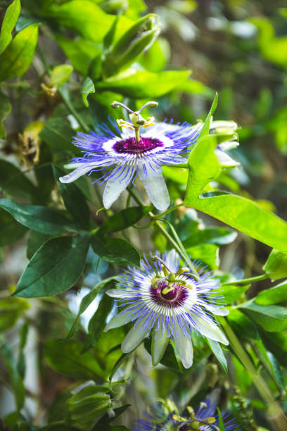istock Passion fruit flower on green background 1195756229