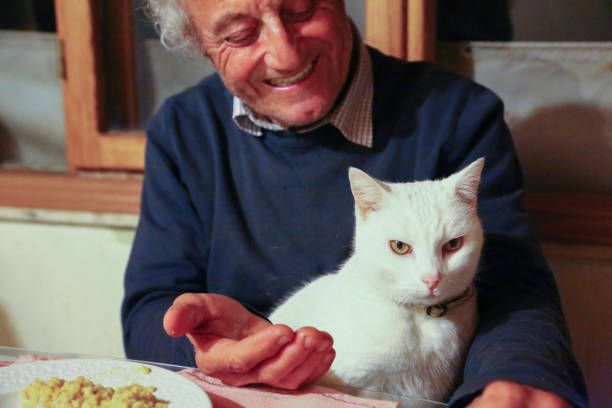An actual scene shot at the dining table while the owner feeding the domestic Van cat with his own food. Very low light conditions, selective focus, part of series.
